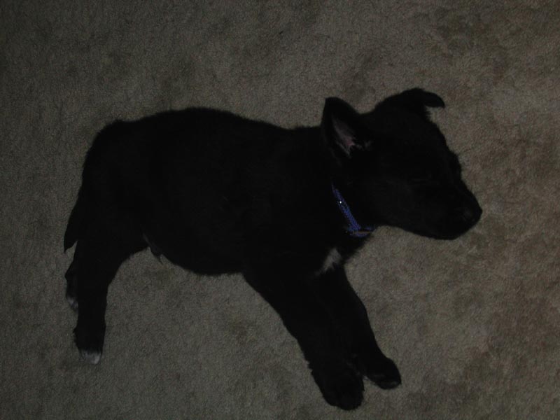 Sleeping puppy.jpg 53.3K